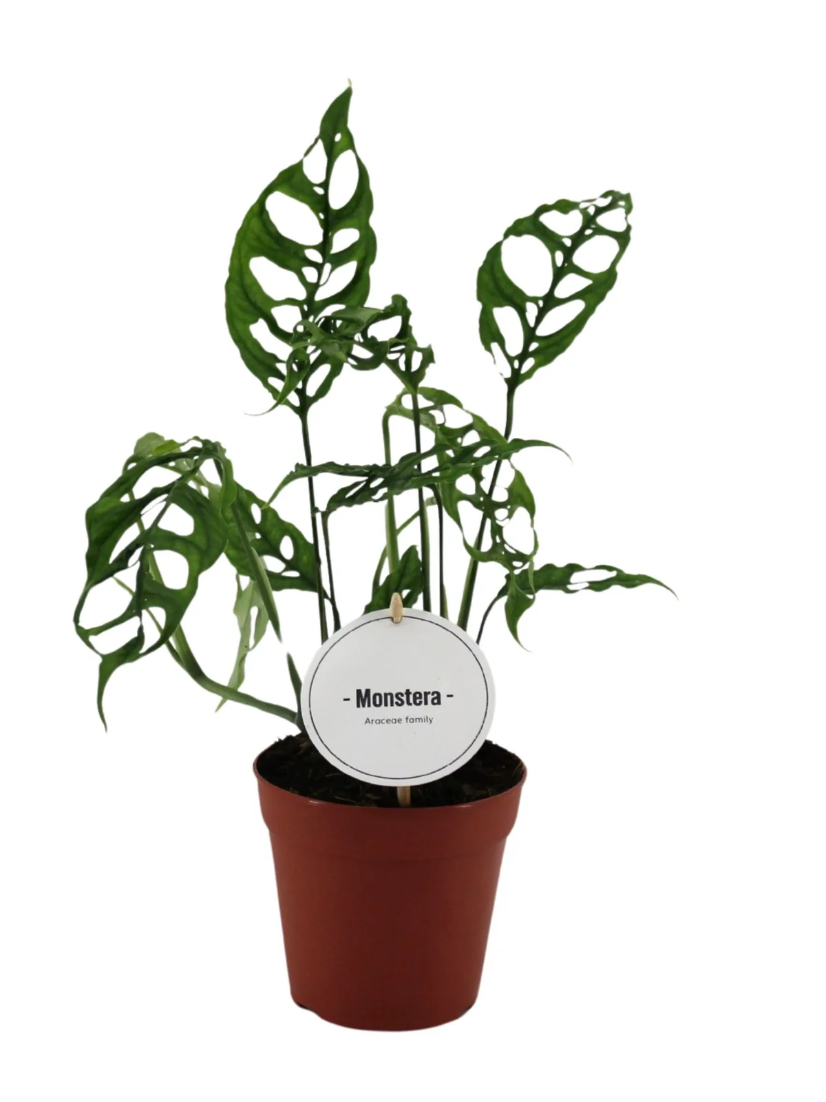 Monstera Perú Obliqua — imagen 3