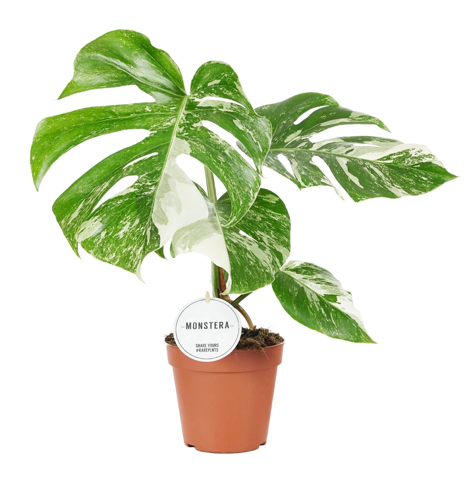 Monstera Deliciosa Variegada — planta de interior RAÍCES