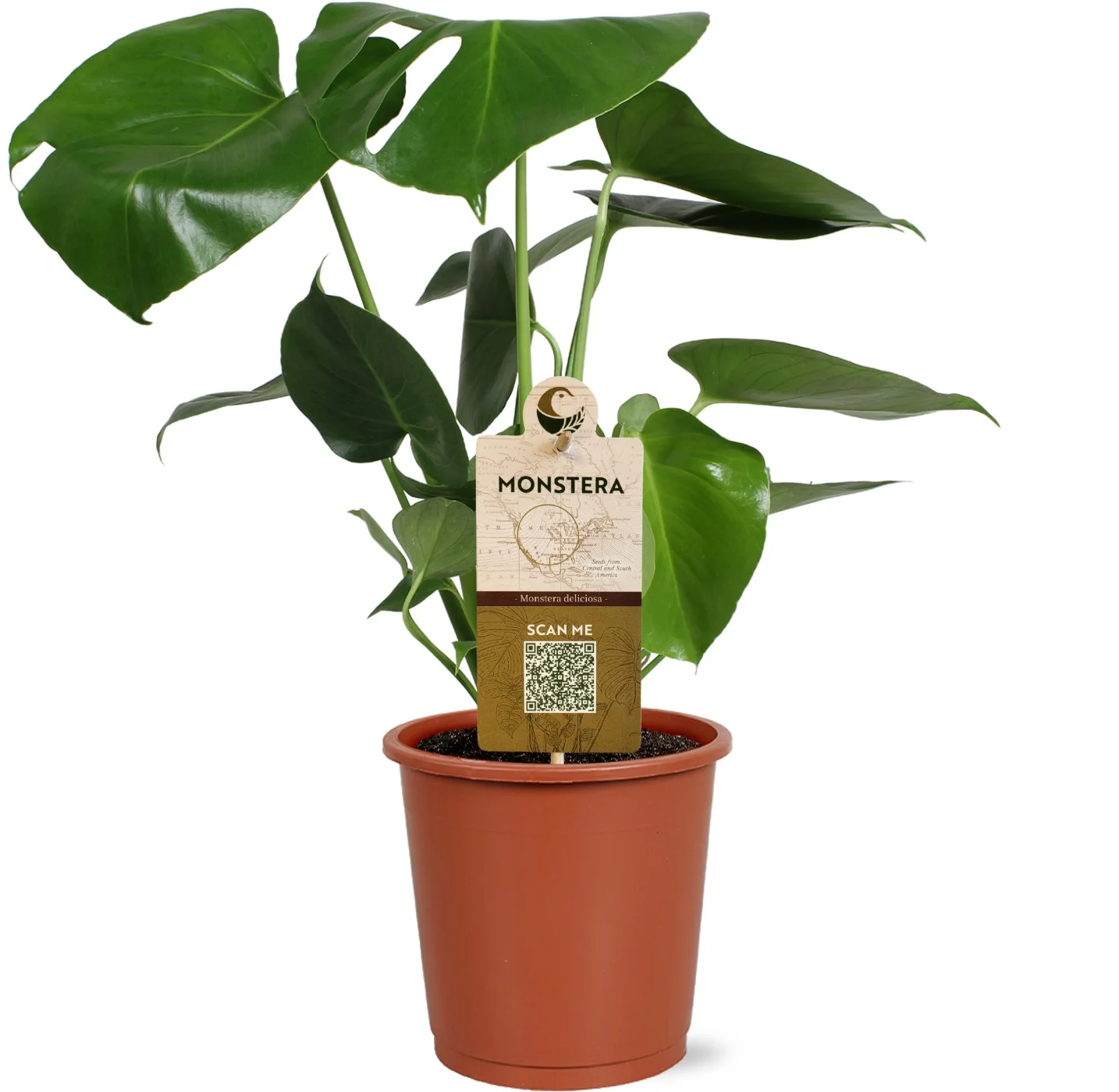 Monstera Deliciosa — imagen 3