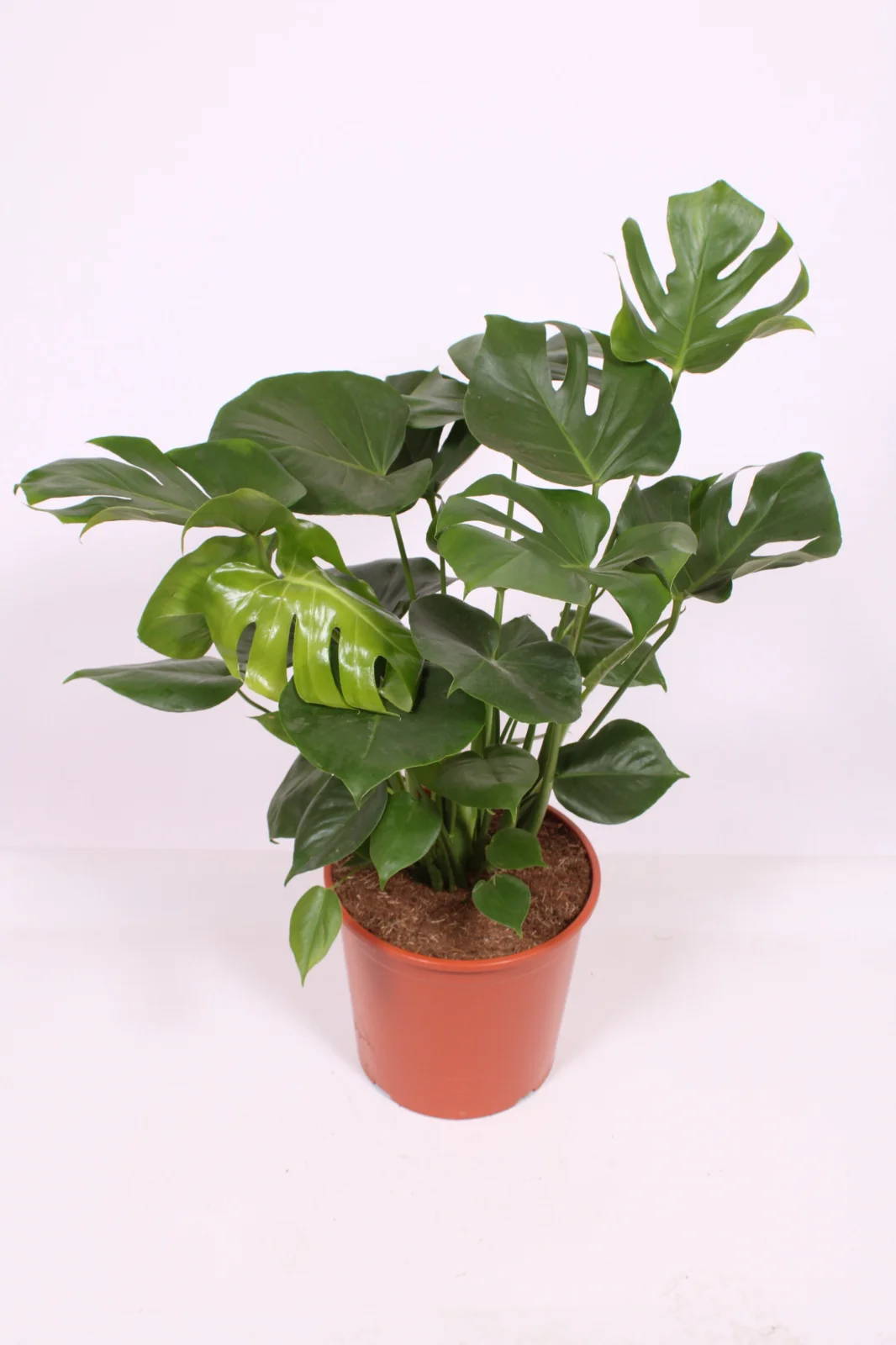 Monstera Deliciosa (Monstera deliciosa) — planta de interior RAÍCES, foto 2 (L)