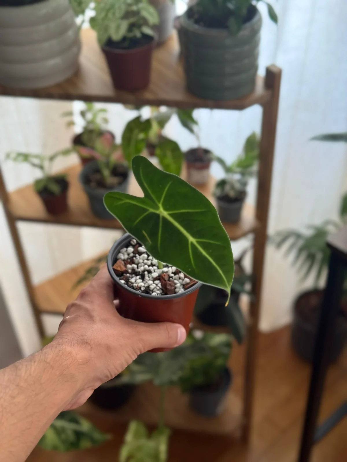 Alocasia Fridek — planta de interior RAÍCES