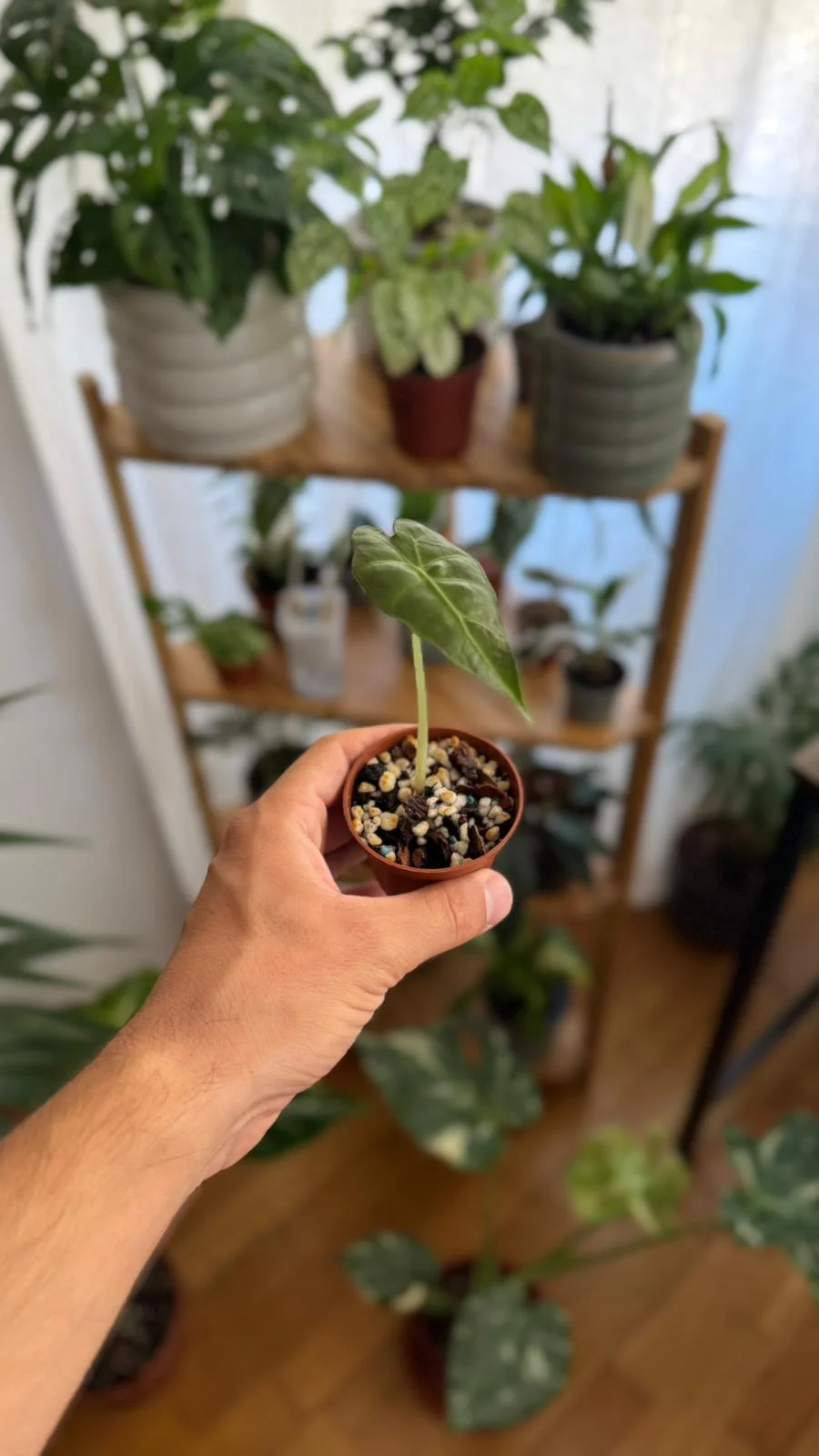 Alocasia Polly — planta de interior RAÍCES