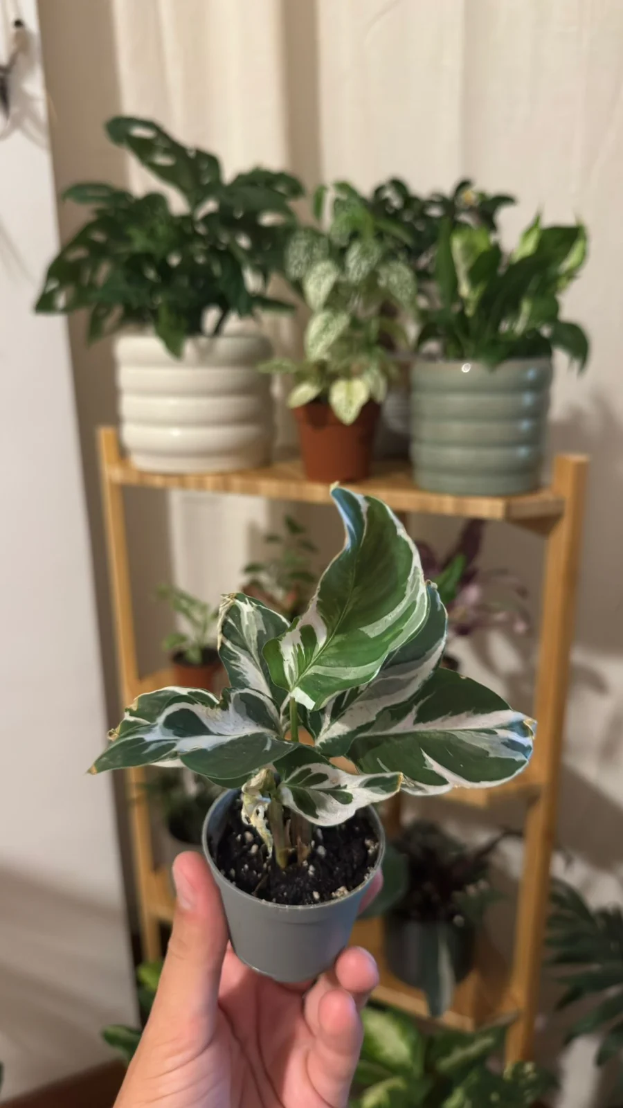 Calathea White Fusion — planta de interior RAÍCES