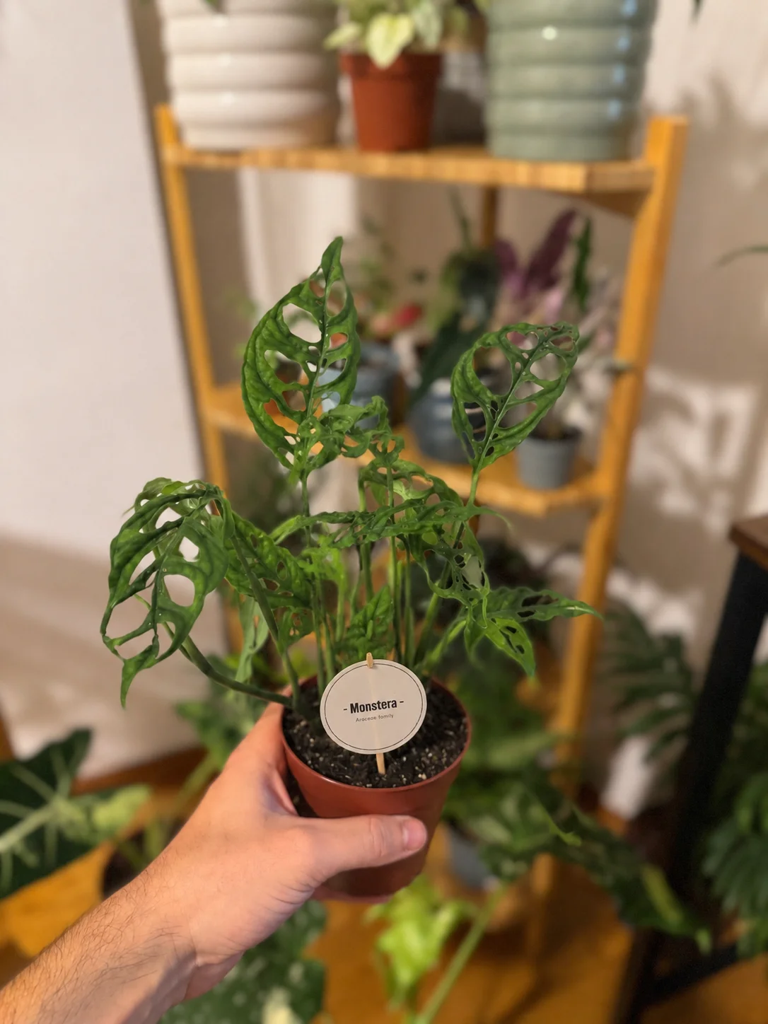 Monstera Adansonii vs Monstera Perú Obliqua: las dos formas de empezar