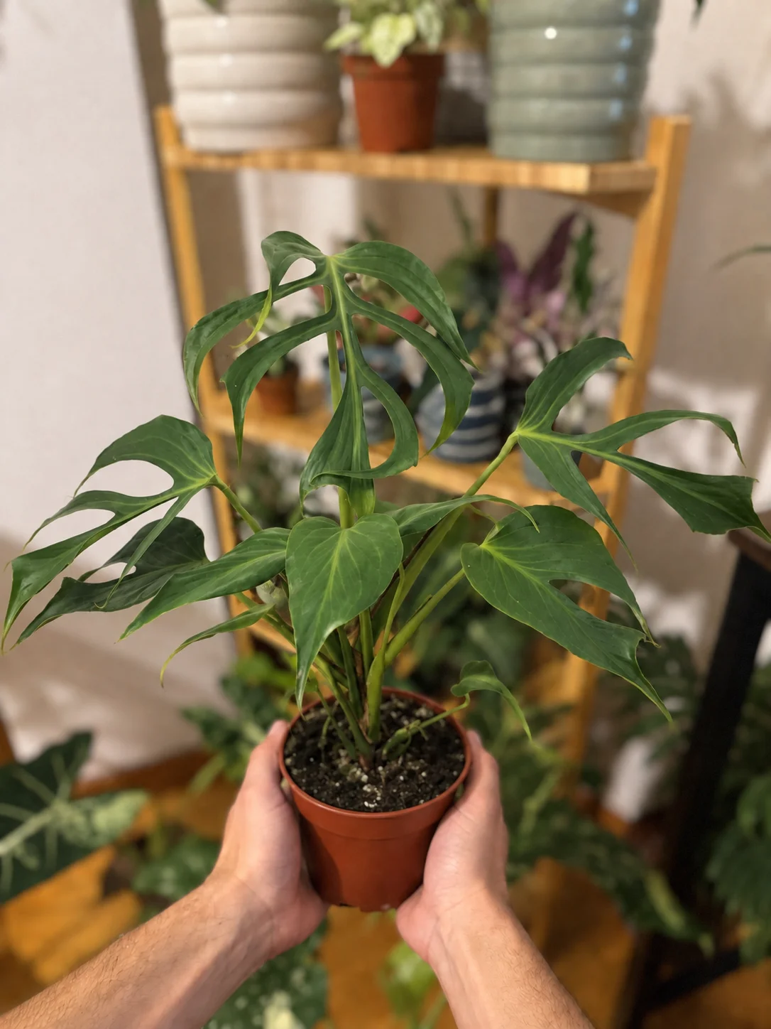Monstera Burle Marx vs Monstera Frozen Freckles: cuál rareza elegir