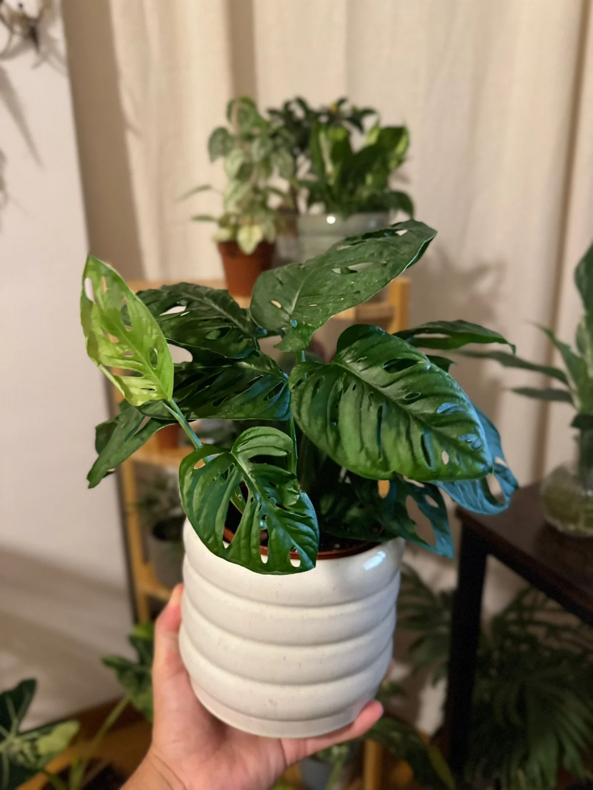 Monstera Adansonii (Monstera adansonii) — planta de interior RAÍCES, foto 2 (M)