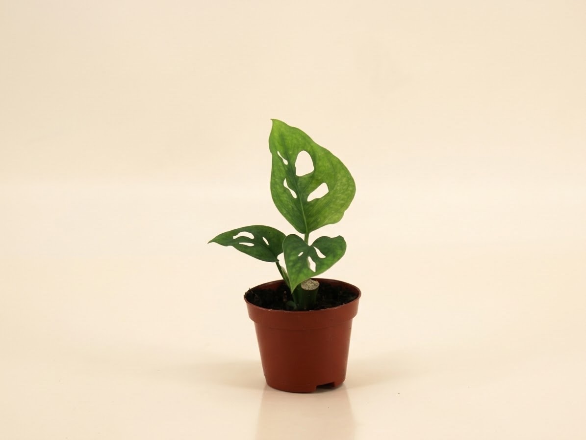 Monstera Adansonii (Monstera adansonii) — Una de las Monsteras más conocidas de formato colgante: hojas pequeñas y…