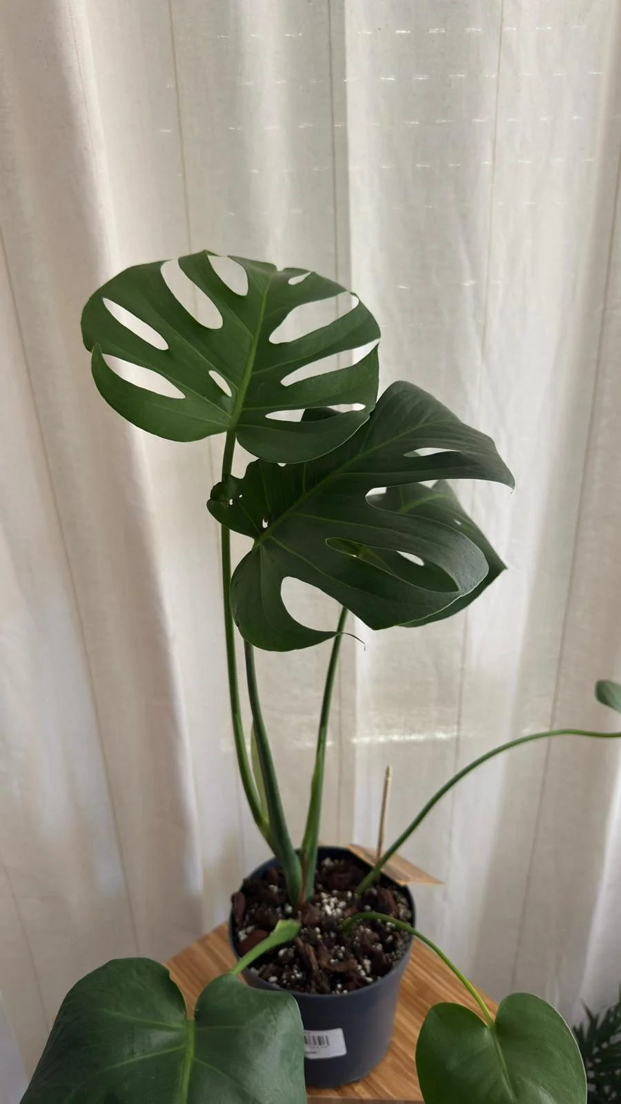 Monstera Deliciosa — planta de interior RAÍCES
