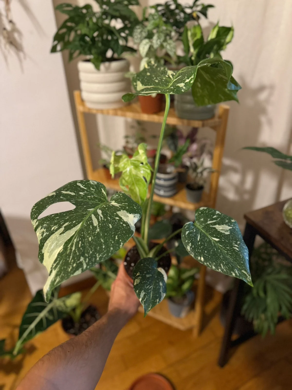 Monstera Thai Constellation — planta de interior RAÍCES