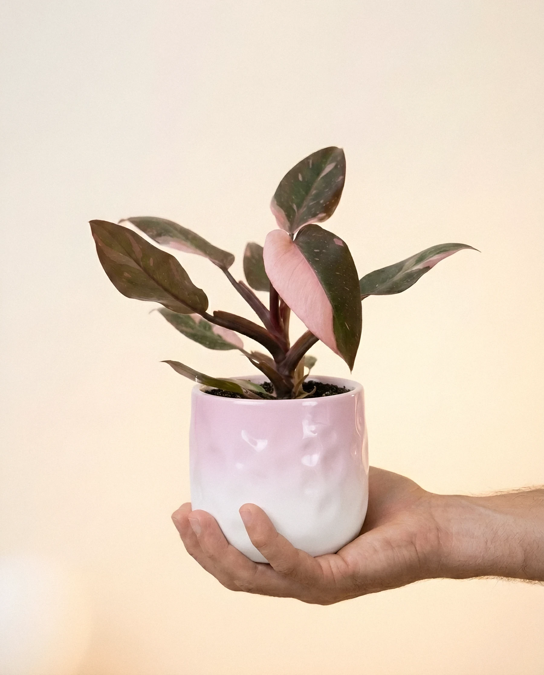 Philodendron Pink Princess Marble (Philodendron 'Pink Princess'): hojas verde oscuro con sectores rosas que suelen variar de una hoja a otra