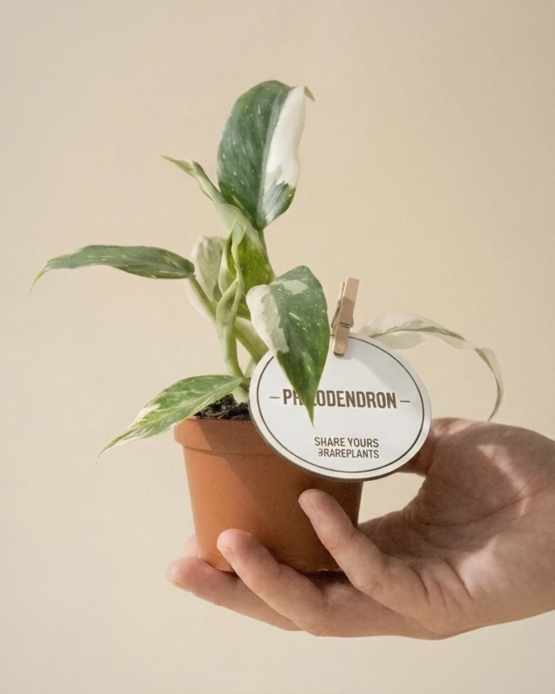Philodendron White Princess (Philodendron 'White Princess'): hojas verdes con variegado blanco que suele variar de una hoja a otra
